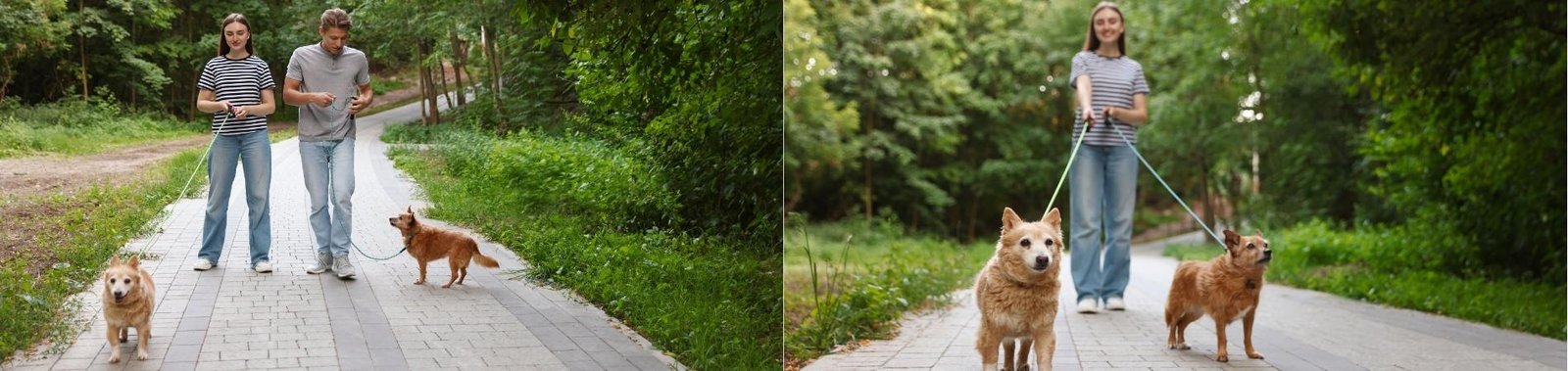 Gassi gehen mit dem Hund: Tipps für mehr Spaß und Abwechslung beim Spaziergang